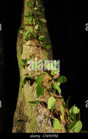 leafcutting ants crawling on a tree trunk, Honduras, Roatan, Bay Islands Stock Photo