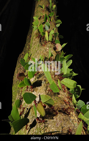 leafcutting ants crawling on a tree trunk, Honduras, Roatan, Bay Islands Stock Photo