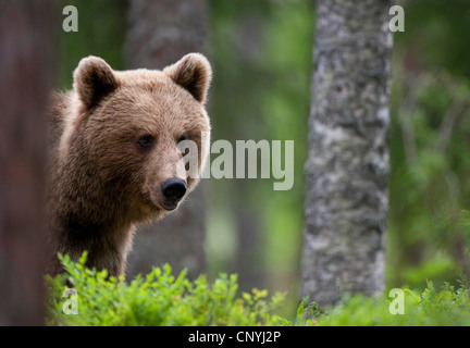 European brown bear (Ursus arctos arctos), female juvenile standing in a light conifer forest looking out from behind a tree, Finland, Suomassalmi Stock Photo