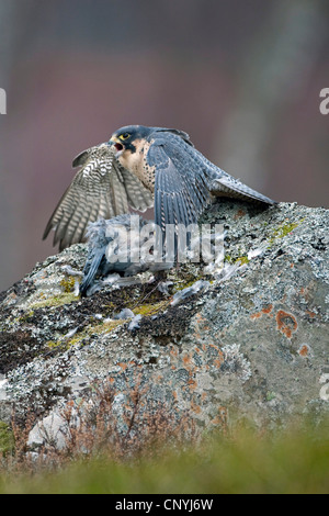 peregrine falcon (Falco peregrinus), sitting on a rock with a caught wood pigeon, United Kingdom, Scotland, Cairngorms National Park, Glenfeshie Stock Photo