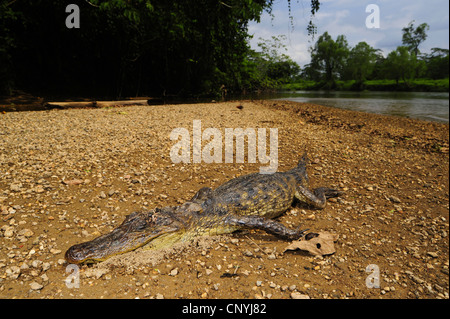 spectacled caiman (Caiman crocodilus), dead animal at a river shore, Honduras, La Mosquitia, Las Marias Stock Photo