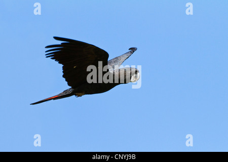 Red-tailed Black-Cockatoo (Calyptorhynchus banksii), flying male, Australia, Queensland Stock Photo