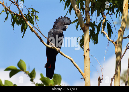 Red-tailed Black-Cockatoo (Calyptorhynchus banksii), sitting on a branch, Australia, Queensland Stock Photo