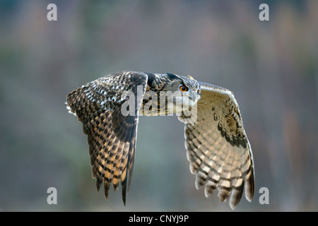 northern eagle owl (Bubo bubo), flying, United Kingdom, Scotland, Glenfeshie Stock Photo