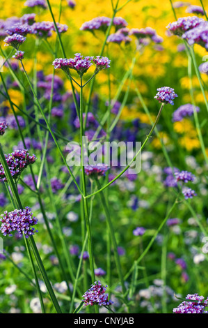 Tall vervain (Verbena bonariensis), blooming, Germany Stock Photo