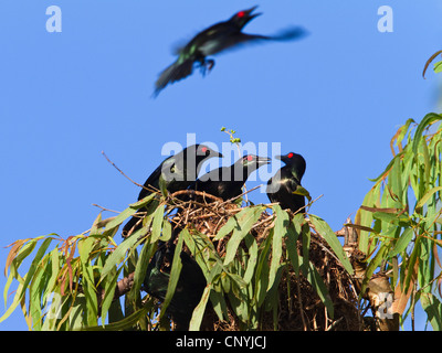 shining starling (Aplonis metallica), Shining Starling in breeding colony, Australia, Queensland, Daintree National Park Stock Photo