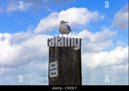 herring gull (Larus argentatus), sitting on a post with the sign 'Please Don't feed gulls', Germany, Lower Saxony, Harlesiel Stock Photo