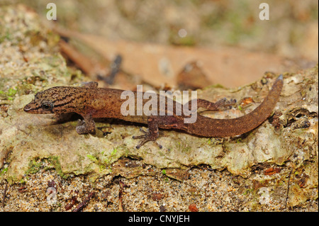 spotted dwarf gecko, spotted gecko   (Sphaerodactylus millepunctatus), one of the world's smallest geckos sitting on forest ground, Honduras, Roatan, Bay Islands Stock Photo