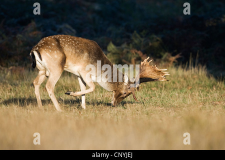 Fallow Deer Stag (dama dama) Bushy Park, London UK Stock Photo