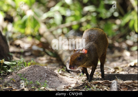 Central American agouti (Dasyprocta punctata), walking on forest ground, Honduras, Copan Stock Photo