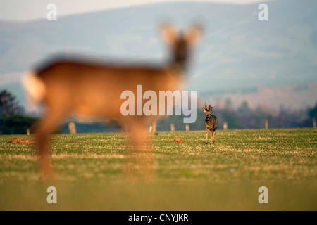 roe deer (Capreolus capreolus), buck and doe standing in a meadow, United Kingdom, Scotland Stock Photo