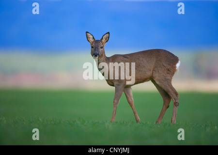roe deer (Capreolus capreolus), doe standing in a meadow, United Kingdom, Scotland Stock Photo