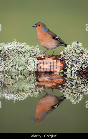 chaffinch (Fringilla coelebs), male sitting at the edge of a woodland pool, United Kingdom, Scotland, Cairngorms National Park Stock Photo