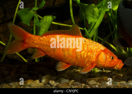 koi carp (Cyprinus carpio), with big scales at the gravel ground Stock Photo