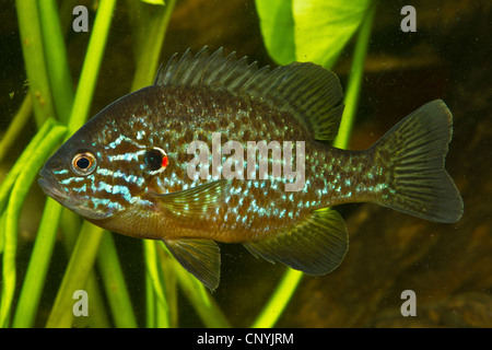 pumpkin-seed sunfish, pumpkinseed (Lepomis gibbosus), male Stock Photo