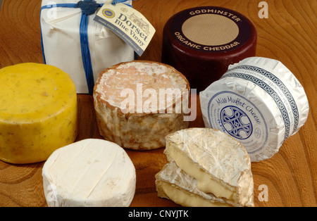A selection of west country cheeses from the west of England UK Stock Photo