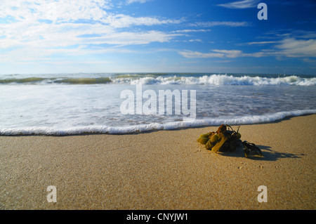 bladderwrack (Fucus vesiculosus), seaweed on sandy beach, Netherlands Stock Photo