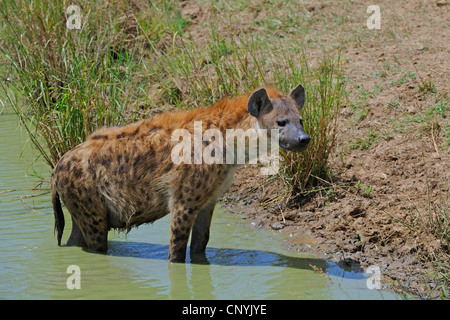 spotted hyena (Crocuta crocuta), standing in water, Kenya, Masai Mara National Park Stock Photo