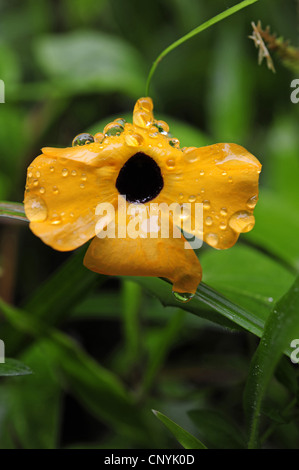 black-eyed susan (Thunbergia alata), blooming, Honduras, Pico Bonito Nationalpark Stock Photo