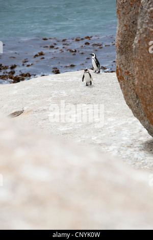 Some penguin's walking along the large boulder, at Boulders Beach, Simon's Town, South Africa. Stock Photo