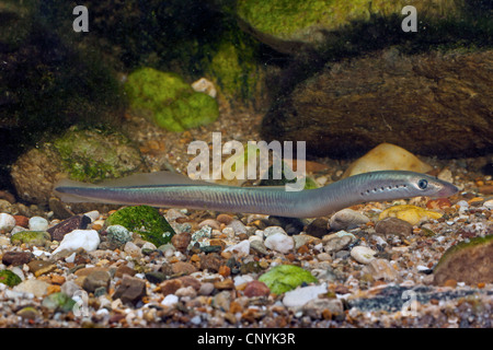 Brook lamprey, European brook lamprey (Lampetra planeri), shortly before the end of the metamorphosis Stock Photo