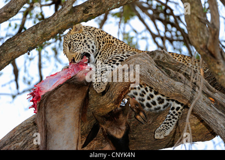 leopard (Panthera pardus), lying on a tree feeding on a caught gnu, Kenya, Masai Mara National Park Stock Photo