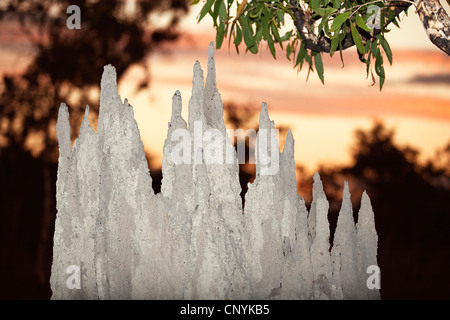 magnetic termite (Amitermes laurensis), Termite mounds, Australia, Queensland, Cape York Peninsula Stock Photo