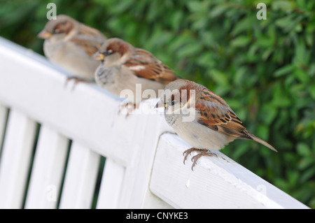 house sparrow (Passer domesticus), sitting side by side on the backrest of a park bench, Germany Stock Photo