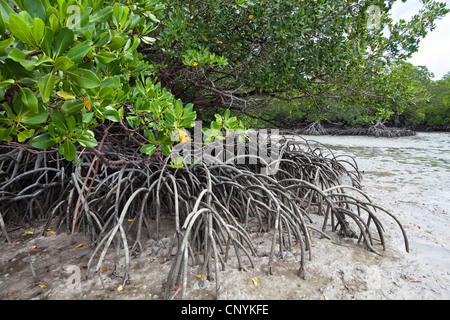 Mangrove on Cape York Peninsula, Australia, Queensland Stock Photo