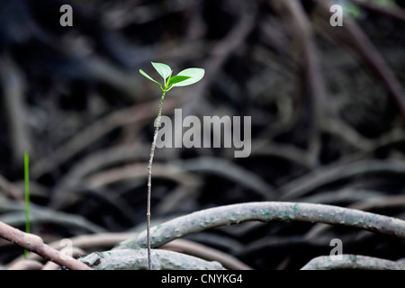 Mangrove on Cape York Peninsula, Australia, Queensland Stock Photo