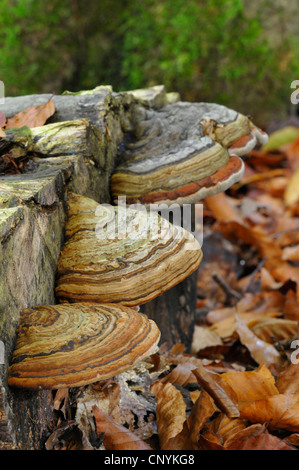 hoof fungus, tinder bracket (Fomes fomentarius), at a tree snag, Germany Stock Photo