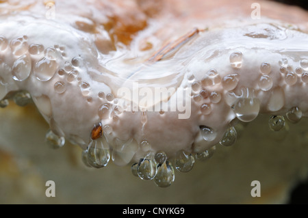 brown crumbly rot, red banded polypore (Fomitopsis pinicola), close-up with guttation drops, Germany Stock Photo