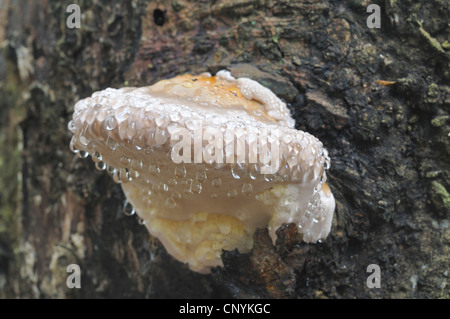 brown crumbly rot, red banded polypore (Fomitopsis pinicola), young mushroom with guttation drops, Germany Stock Photo