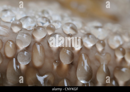 brown crumbly rot, red banded polypore (Fomitopsis pinicola), close-up with guttation drops, Germany Stock Photo