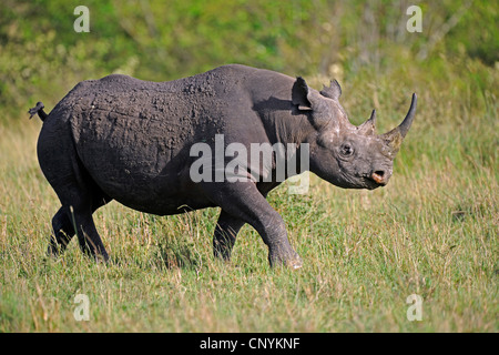 black rhinoceros, hooked-lipped rhinoceros, browse rhinoceros (Diceros bicornis), walking in savannah, Kenya, Masai Mara National Park Stock Photo