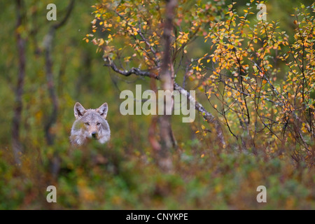 European gray wolf (Canis lupus lupus), in young birch forest Stock Photo