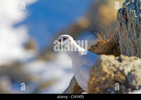 Rock ptarmigan, Snow chicken (Lagopus mutus), male peering from behind a rock, Switzerland, Sankt Gallen, Saentis Stock Photo