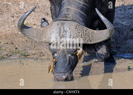 African buffalo (Syncerus caffer), drinking from a river, with yellow-billed oxpecker, Kenya, Masai Mara National Park Stock Photo