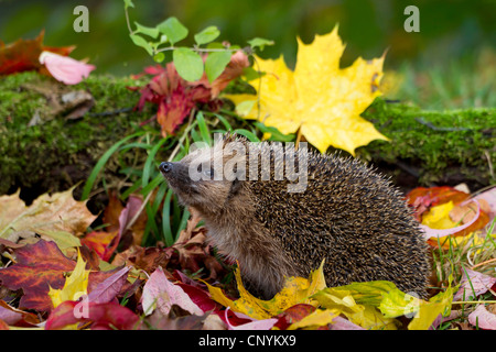 Western hedgehog, European hedgehog (Erinaceus europaeus), with autumn leaves, Switzerland, Sankt Gallen Stock Photo