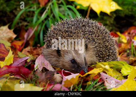 Western hedgehog, European hedgehog (Erinaceus europaeus), with autumn leaves, Switzerland, Sankt Gallen Stock Photo