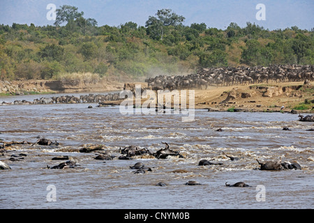 blue wildebeest, brindled gnu, white-bearded wildebeest (Connochaetes taurinus), crossing Mara River, dead gnus in the foreground, Kenya, Masai Mara National Park Stock Photo
