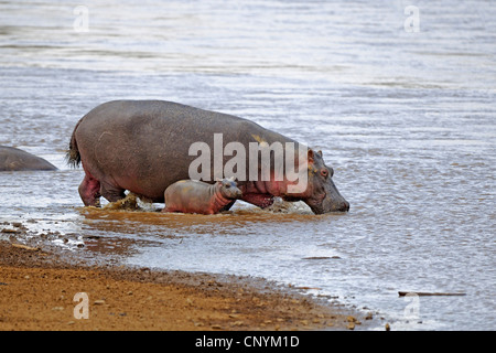 hippopotamus, hippo, Common hippopotamus (Hippopotamus amphibius), mother with newborn baby at Mara River, Kenya, Masai Mara National Park Stock Photo