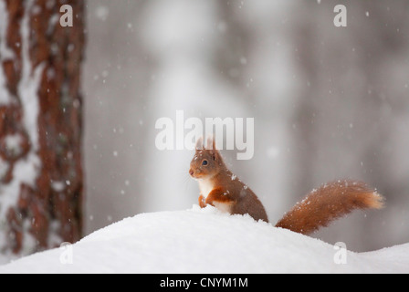 European red squirrel, Eurasian red squirrel (Sciurus vulgaris), sitting on a snow bank in falling snow in a pine forest, United Kingdom, Scotland, Cairngorms National Park Stock Photo