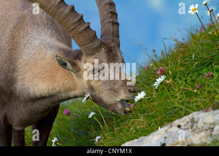 alpine ibex (Capra ibex), buck on a slope feeding on flowers, Switzerland, Sankt Gallen, Chaeserrugg Stock Photo