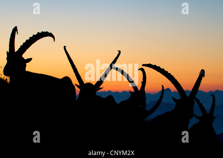 alpine ibex (Capra ibex), bucks in backlight of the morning sun, Switzerland, Sankt Gallen, Chaeserrugg Stock Photo