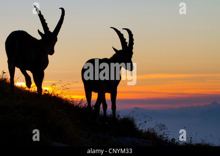 alpine ibex (Capra ibex), bucks in backlight of the morning sun, Switzerland, Sankt Gallen, Chaeserrugg Stock Photo