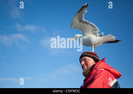 herring gull (Larus argentatus), sitting down on a fisherman's head, Norway, Nord-Trondelag, Flatanger Stock Photo