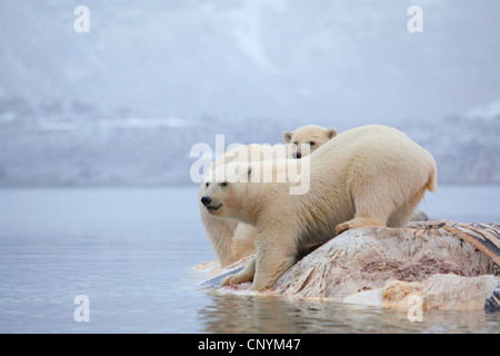 polar bear (Ursus maritimus), two animals standing feeding on a whale cadaver Stock Photo