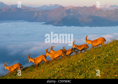 alpine ibex (Capra ibex), herd at sunset in a mountain meadow, Switzerland, Sankt Gallen, Chaeserrugg Stock Photo