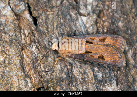 heart and dart moth (Agrotis exclamationis), on bark Stock Photo